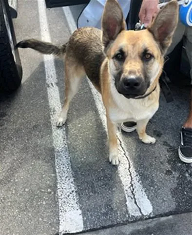 A young large-sized male German Shepherd Dog dog named Rambo for adoption in Van Nuys, CA