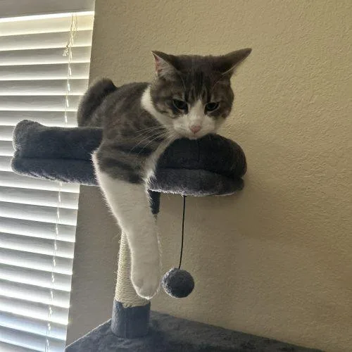 A young large-sized male Tabby (Gray / Blue / Silver) Domestic Short Hair cat named Pluto for adoption in Edmond, OK