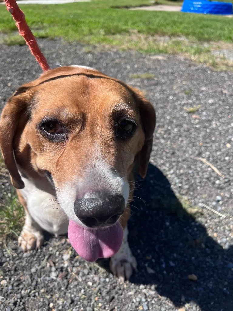 An adult medium-sized male Beagle dog named Rocket for adoption in Cambridge, MD
