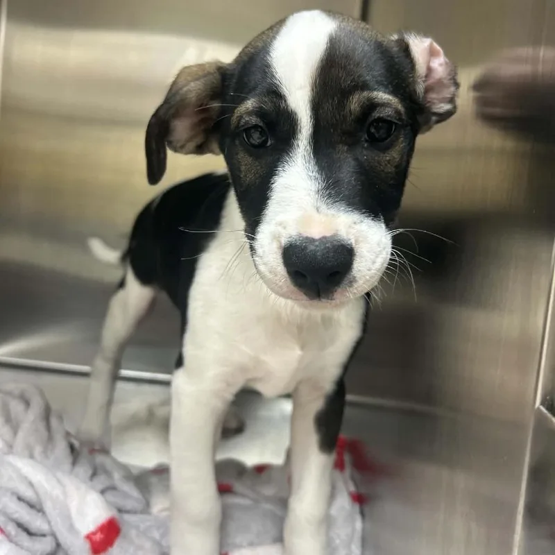 A baby small-sized male White / Cream Standard Schnauzer dog named Nick for adoption in Tyler, TX