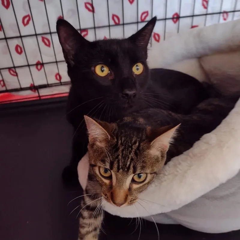 Mozzarella thumbnail 2