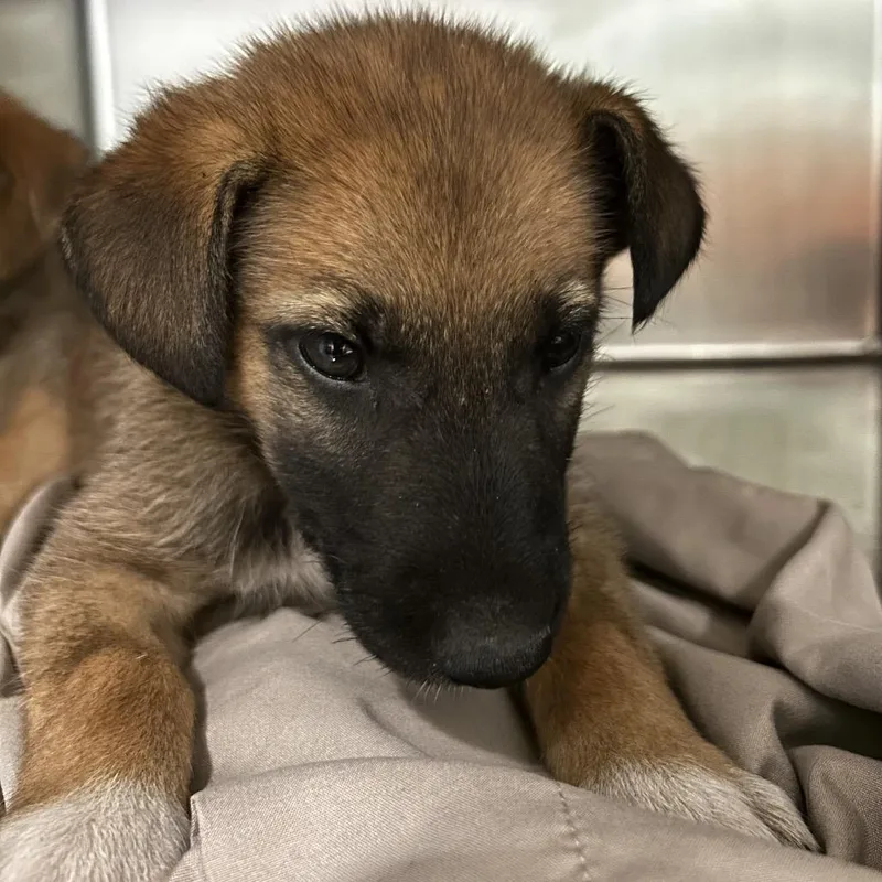 A baby small-sized female Yellow / Tan / Blond / Fawn Mixed Breed dog named Tia for adoption in Chattanooga, TN