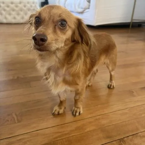 A young small-sized male Dachshund (Long Haired) dog named Phoenix for adoption in Choctaw, OK