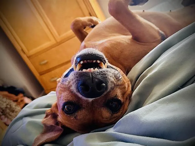 An adult medium-sized male Black Mouth Cur dog named Edward for adoption in Orlando, FL