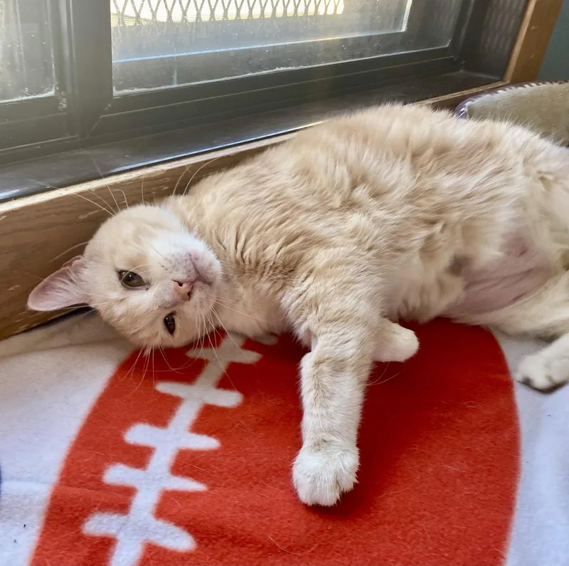 A senior medium-sized male Domestic Short Hair cat named Cobbler for adoption in Fargo, ND