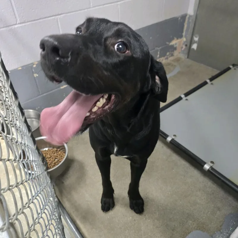 A young large-sized male Black Labrador Retriever dog named Bear for adoption in Columbus, NC