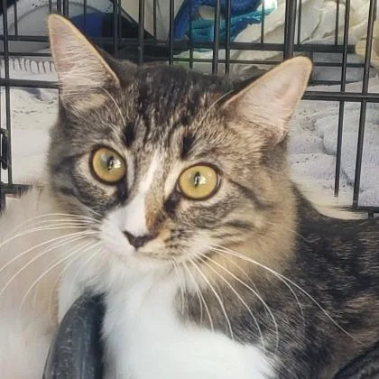 A baby small-sized female American Shorthair cat named Piper for adoption in Fredericksburg, TX