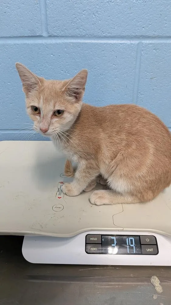 A baby small-sized female Domestic Short Hair cat named Machu Picchu for adoption in Evansville, IN