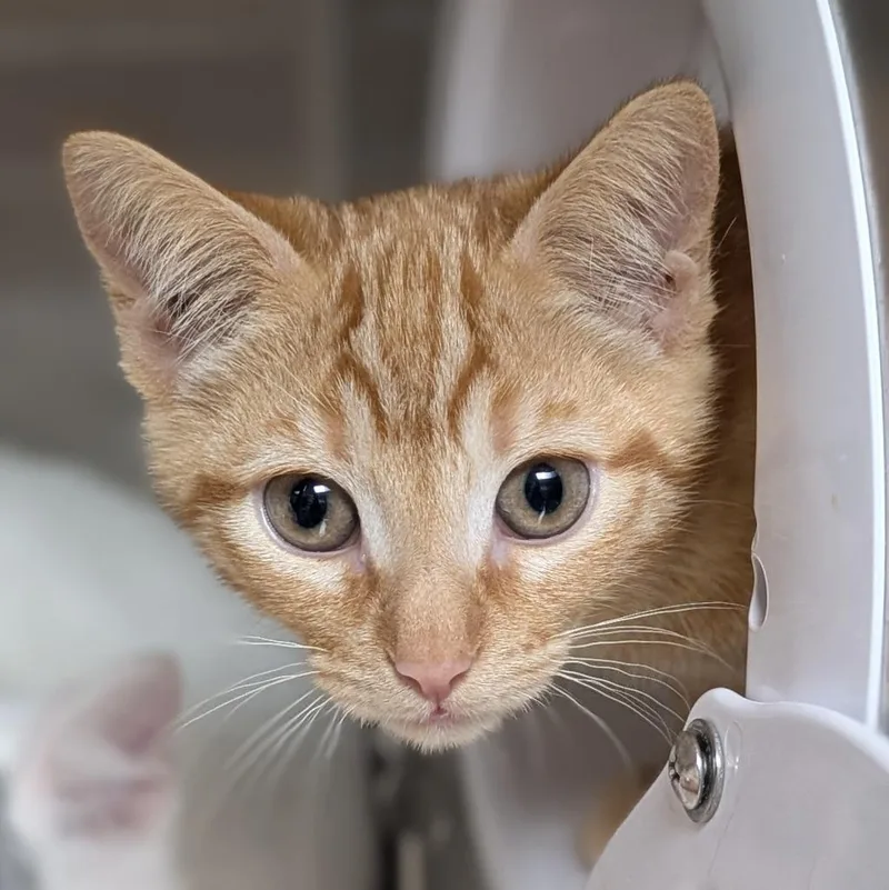 A baby medium-sized female Domestic Short Hair cat named Jaja for adoption in Shoreline, WA