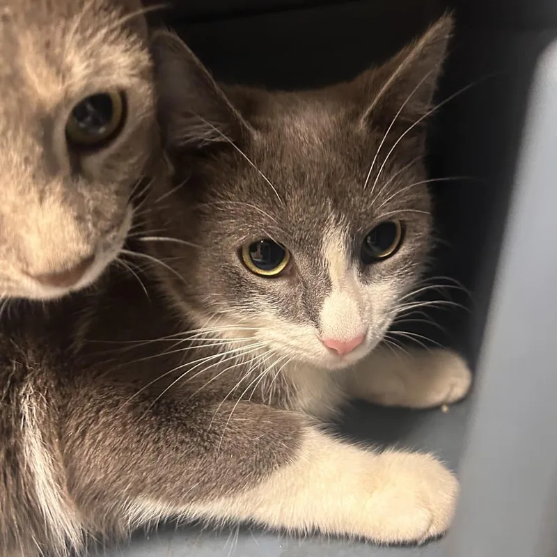 A young medium-sized female Gray / Blue / Silver Domestic Short Hair cat named Bronze for adoption in Philadelphia, PA