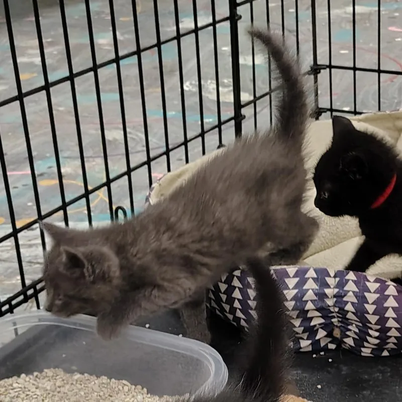 A baby medium-sized male Gray / Blue / Silver Domestic Short Hair cat named Tom Little for adoption in Coos Bay, OR