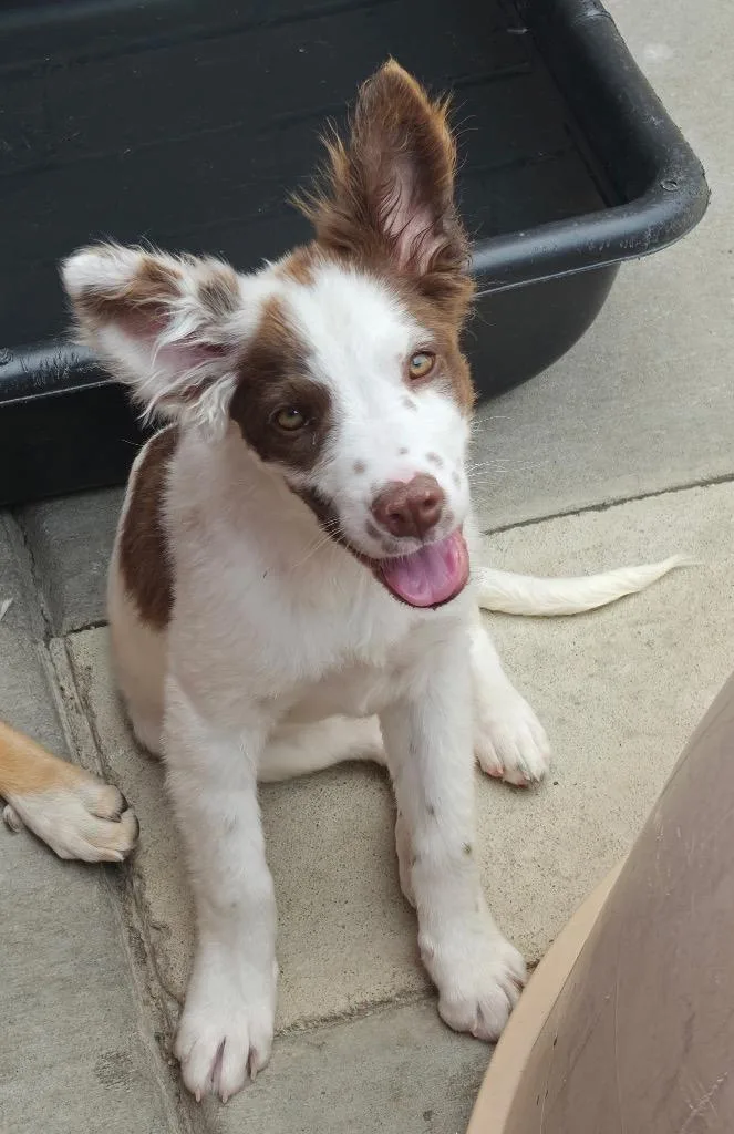 A baby medium-sized male Australian Shepherd dog named Fontaine for adoption in Fort Lupton, CO