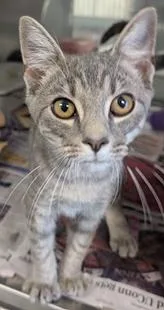 A baby medium-sized male Gray / Blue / Silver Domestic Short Hair cat named Puck for adoption in Herndon, VA