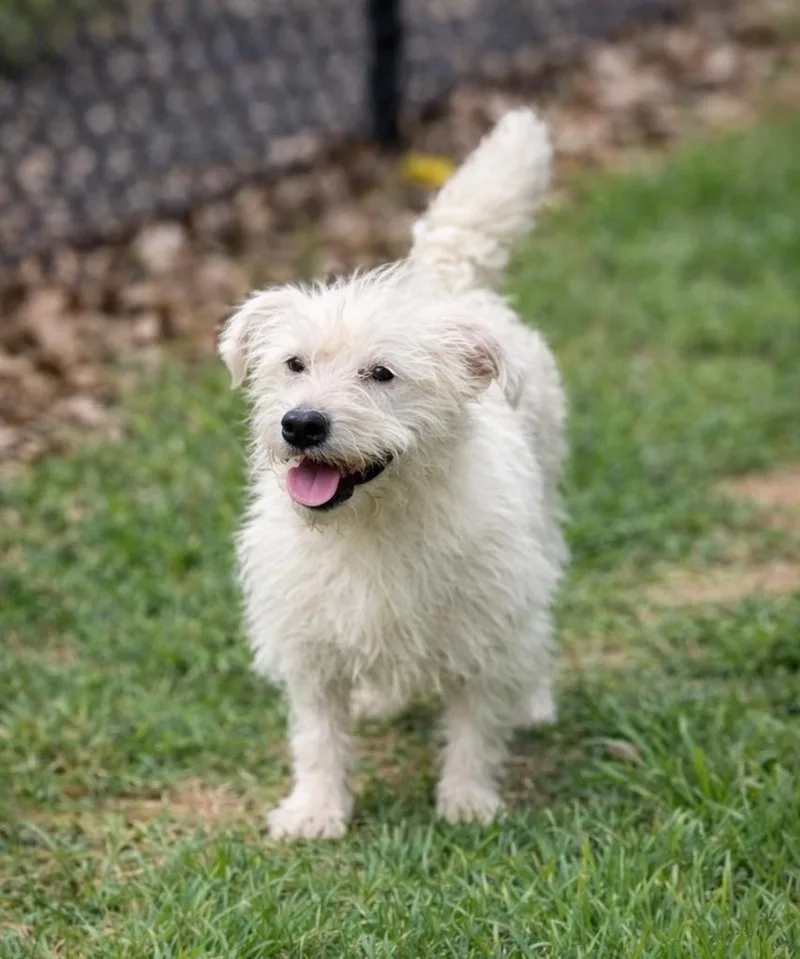 An adult small-sized male West Highland White Terrier / Westie dog named Marco for adoption in Princeton, MA
