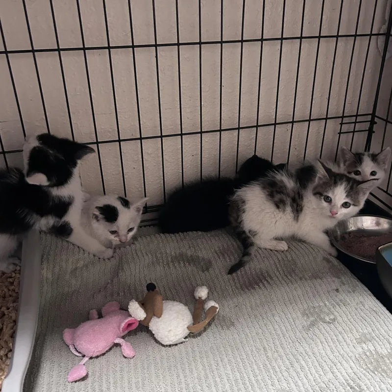 A baby small-sized male White Domestic Short Hair cat named Milton Costa Mesa Location for adoption in Chino Hills, CA