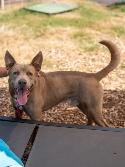 An adult large-sized male Mixed Breed dog named Smoke for adoption in Chamblee, GA