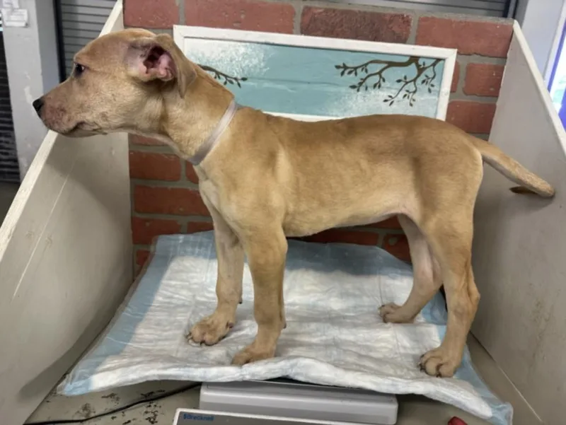 A baby small-sized female Staffordshire Bull Terrier dog named Zoey for adoption in Houston, TX