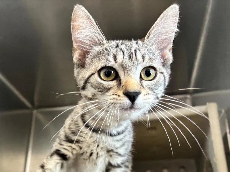 A baby small-sized female Domestic Short Hair cat named Letty for adoption in Powell, OH