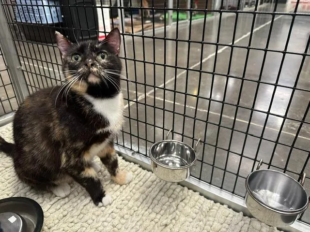 A young medium-sized female Domestic Short Hair cat named Morelull for adoption in Raleigh, NC