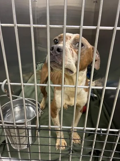 An adult large-sized male Mixed Breed dog named Lando for adoption in Memphis, TN
