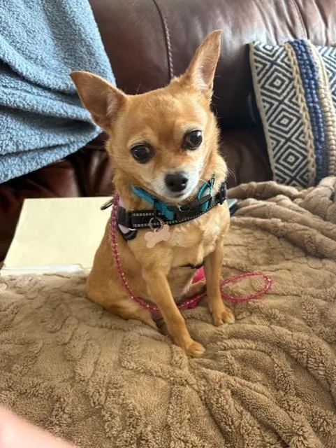 A senior small-sized female Yellow / Tan / Blond / Fawn Chihuahua dog named Sweetie for adoption in Albuquerque, NM