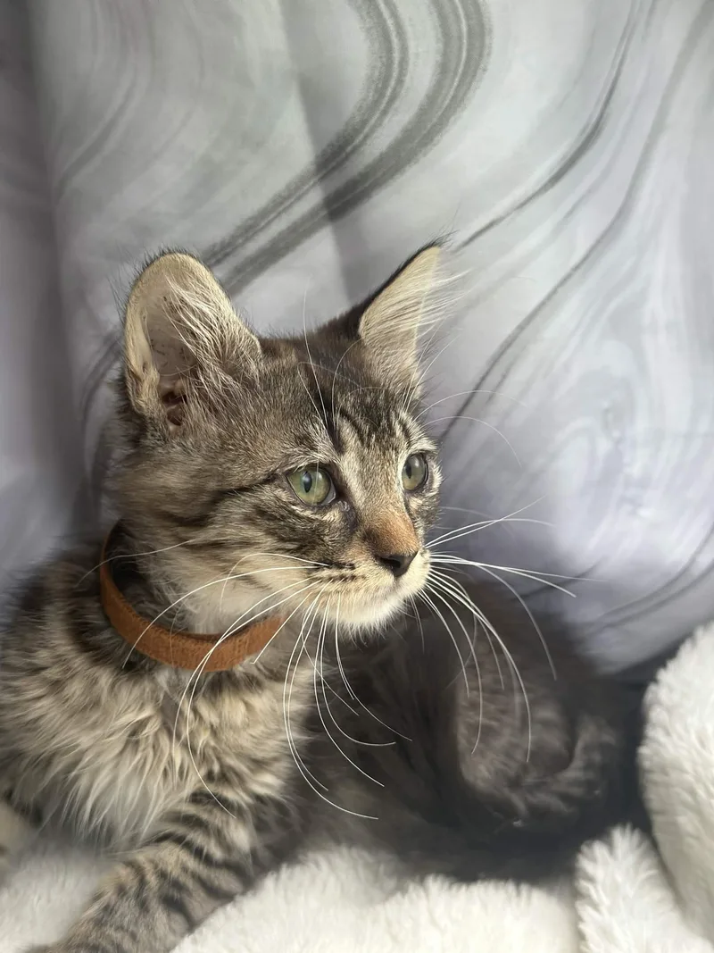 A baby medium-sized female Tabby (Brown / Chocolate) Domestic Medium Hair cat named Royal for adoption in Houston, TX