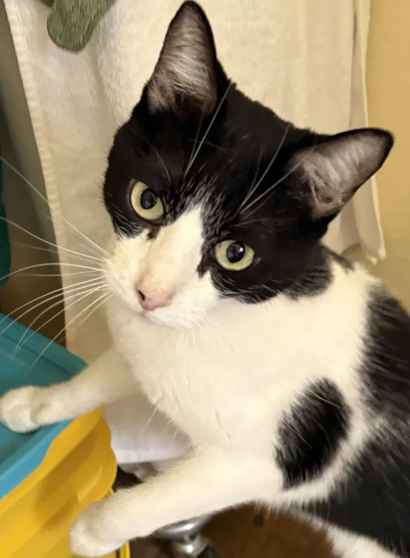 An adult medium-sized male Black & White / Tuxedo Domestic Short Hair cat named Kc for adoption in Prescott, AZ