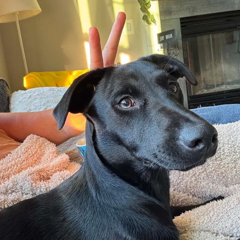 A young medium-sized female Black Labrador Retriever dog named Daphne for adoption in Jarrettsville, MD