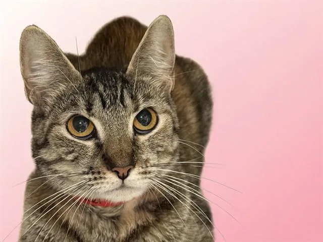 An adult medium-sized female Domestic Short Hair cat named Kali for adoption in Fort Lauderdale, FL