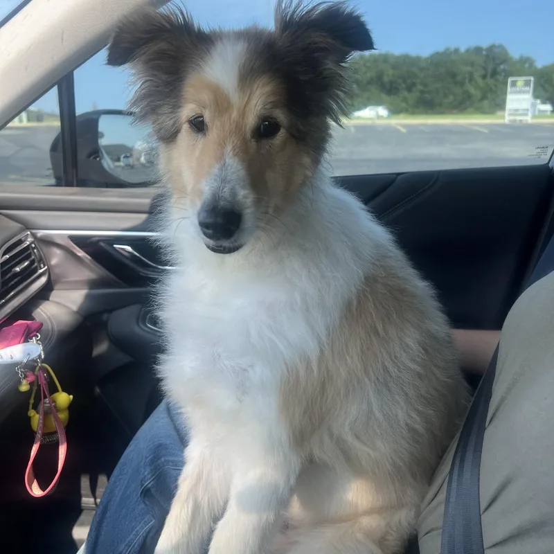 An adult medium-sized male Sable Shetland Sheepdog / Sheltie dog named Theo for adoption in Shell Knob, MO