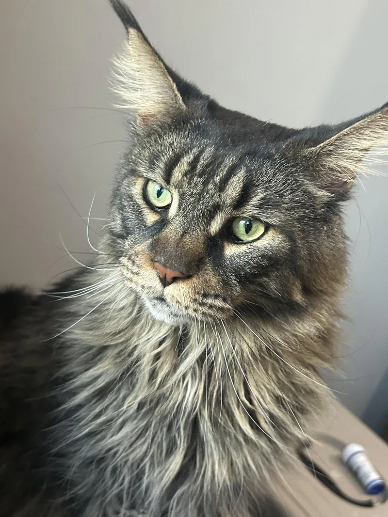 An adult extra large-sized male Maine Coon cat named Paul for adoption in Absecon, NJ