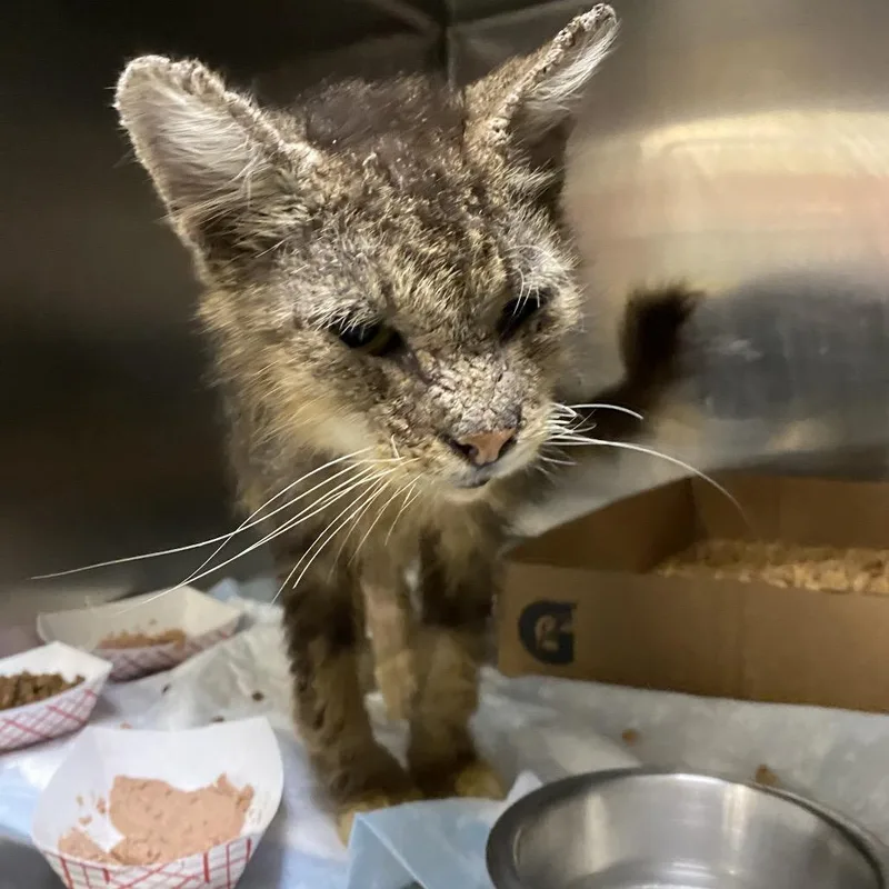 An adult medium-sized male Brown / Chocolate Domestic Short Hair cat named WAGSStray for adoption in Westminster, CA