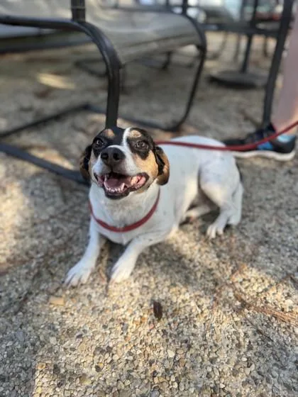 An adult large-sized female White / Cream Mixed Breed dog named DaisyDoo for adoption in Covington, LA