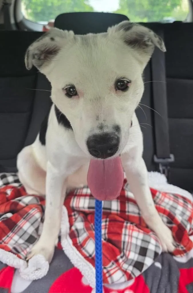 A young medium-sized female Mixed Breed dog named Tulip for adoption in Erwin, TN