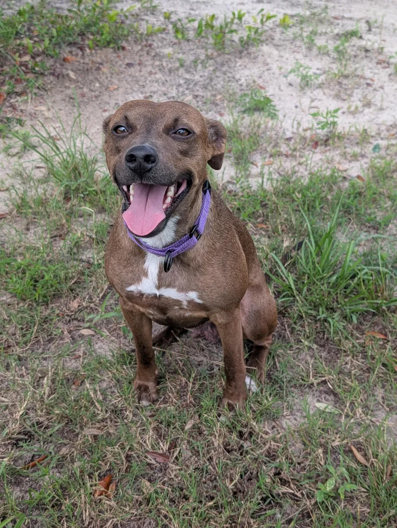 Hazel