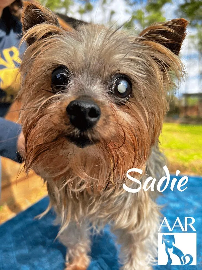 Sadie thumbnail 2