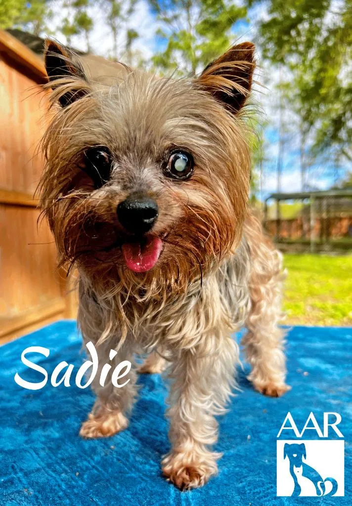 Sadie thumbnail 3