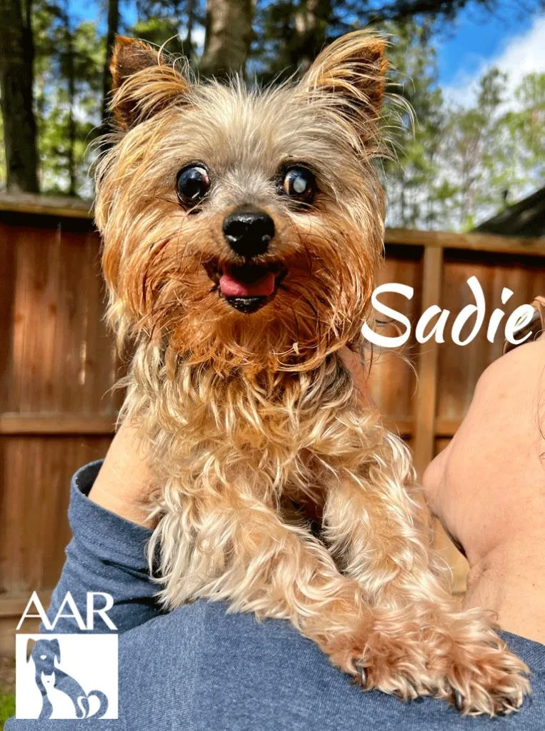 Sadie thumbnail 6