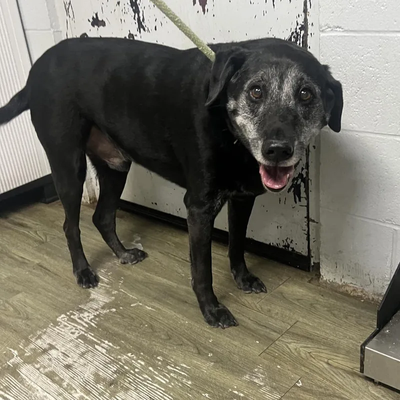 A senior large-sized male Black Mixed Breed dog named Diesel for adoption in Summerville, SC