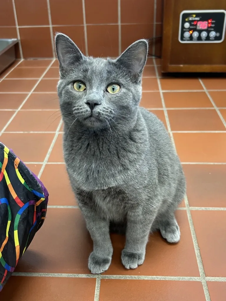 Bluebell thumbnail 2