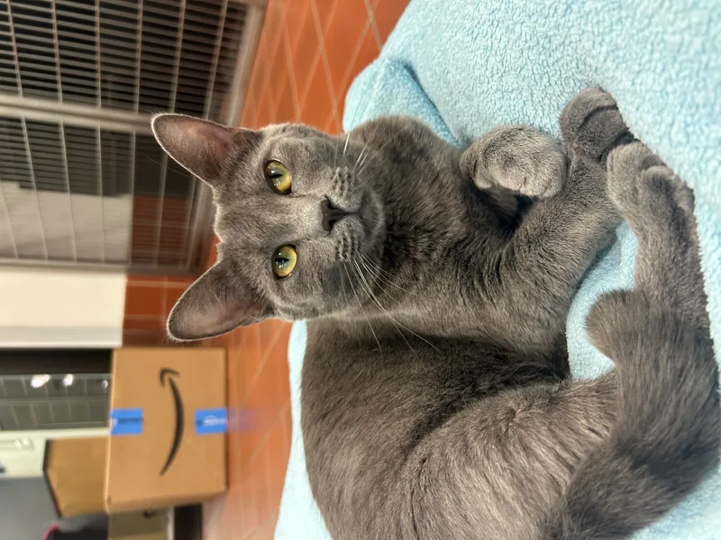 Bluebell thumbnail 3