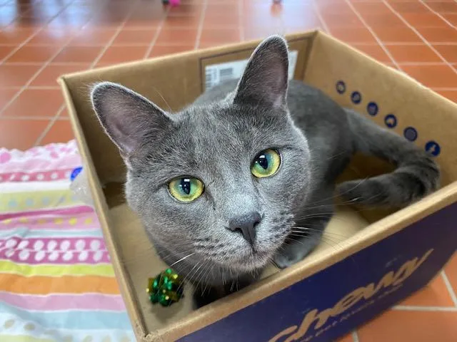 Bluebell thumbnail 4