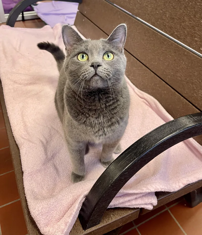 Bluebell thumbnail 6