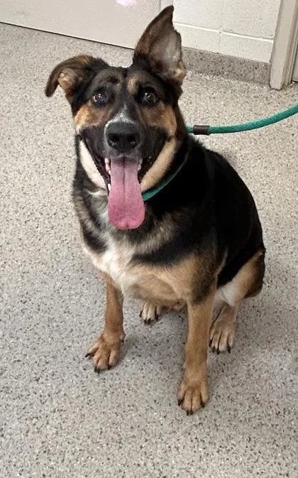 An adult large-sized male German Shepherd Dog dog named Major for adoption in Fishers, IN