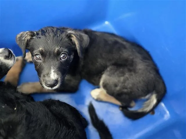 A baby large-sized female Mixed Breed dog named Justice for adoption in Dallas, TX