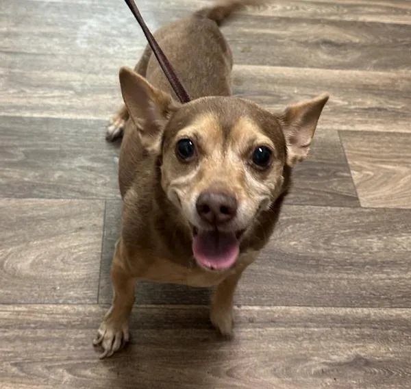 A senior medium-sized male Chihuahua dog named Choco Rolles for adoption in San Diego, CA