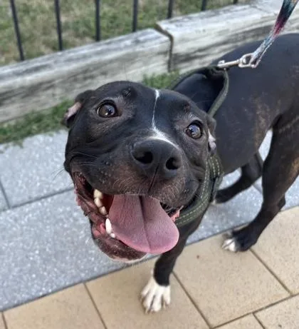 An adult medium-sized female Mixed Breed dog named Nyla for adoption in West Chester, PA