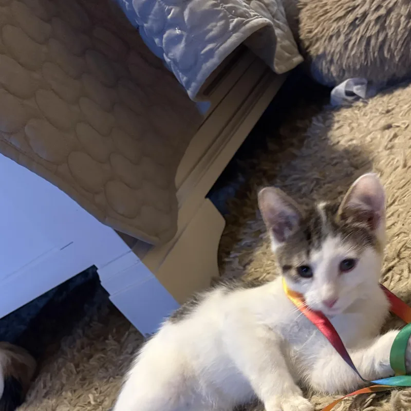 A young medium-sized male White Turkish Van cat named Liam for adoption in Columbus, OH