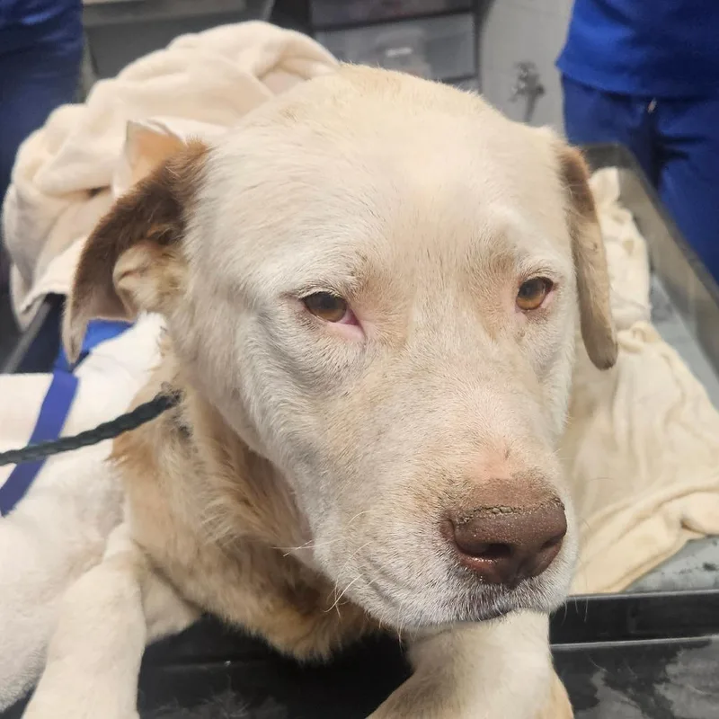 An adult large-sized male White / Cream Great Pyrenees dog named Boulder for adoption in Greenville, SC