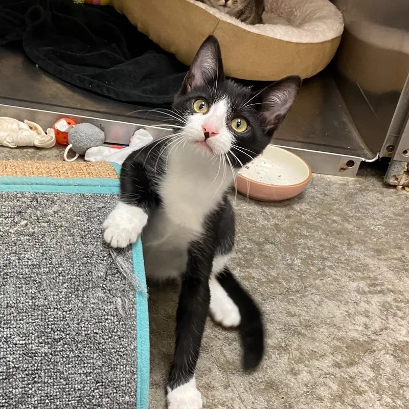 A young medium-sized male Domestic Short Hair cat named Charizard for adoption in Clinton, SC
